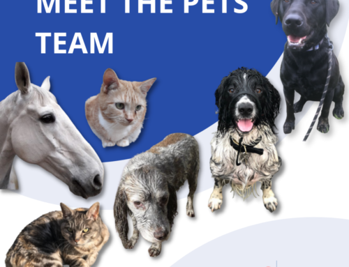 Infusion Concepts : Meet The Pets